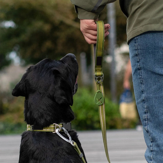 Heavy-Duty Nylon Training Leash — No-Pull, Shock-Absorbing Lead for Large Dogs