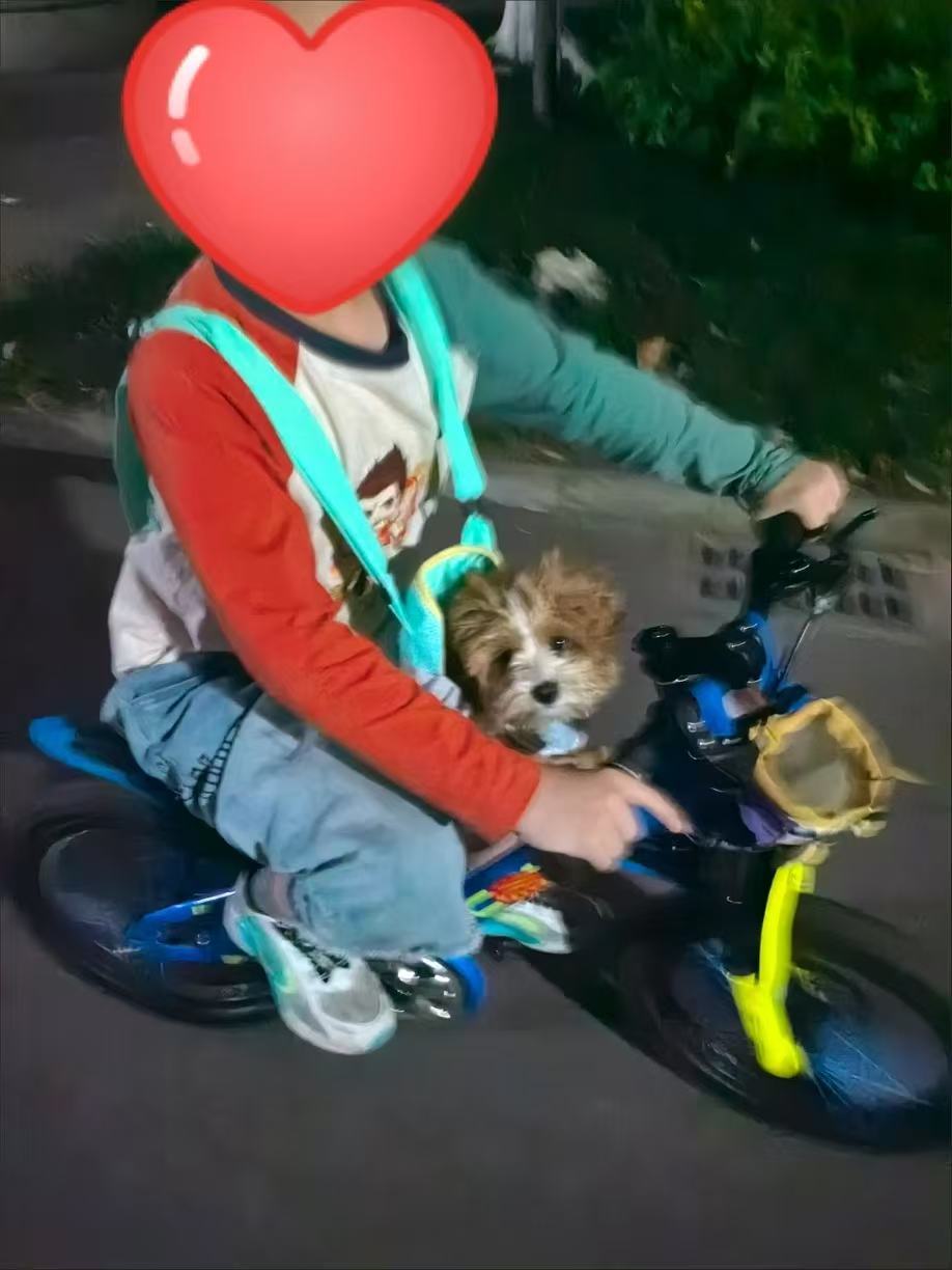 Soft & Breathable Pet Backpack Carrier with Four-Leg Openings – Foldable and Travel-Friendly