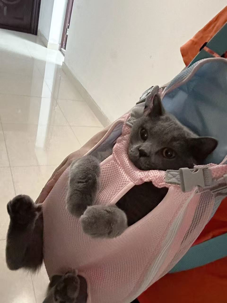 Soft & Breathable Pet Backpack Carrier with Four-Leg Openings – Foldable and Travel-Friendly